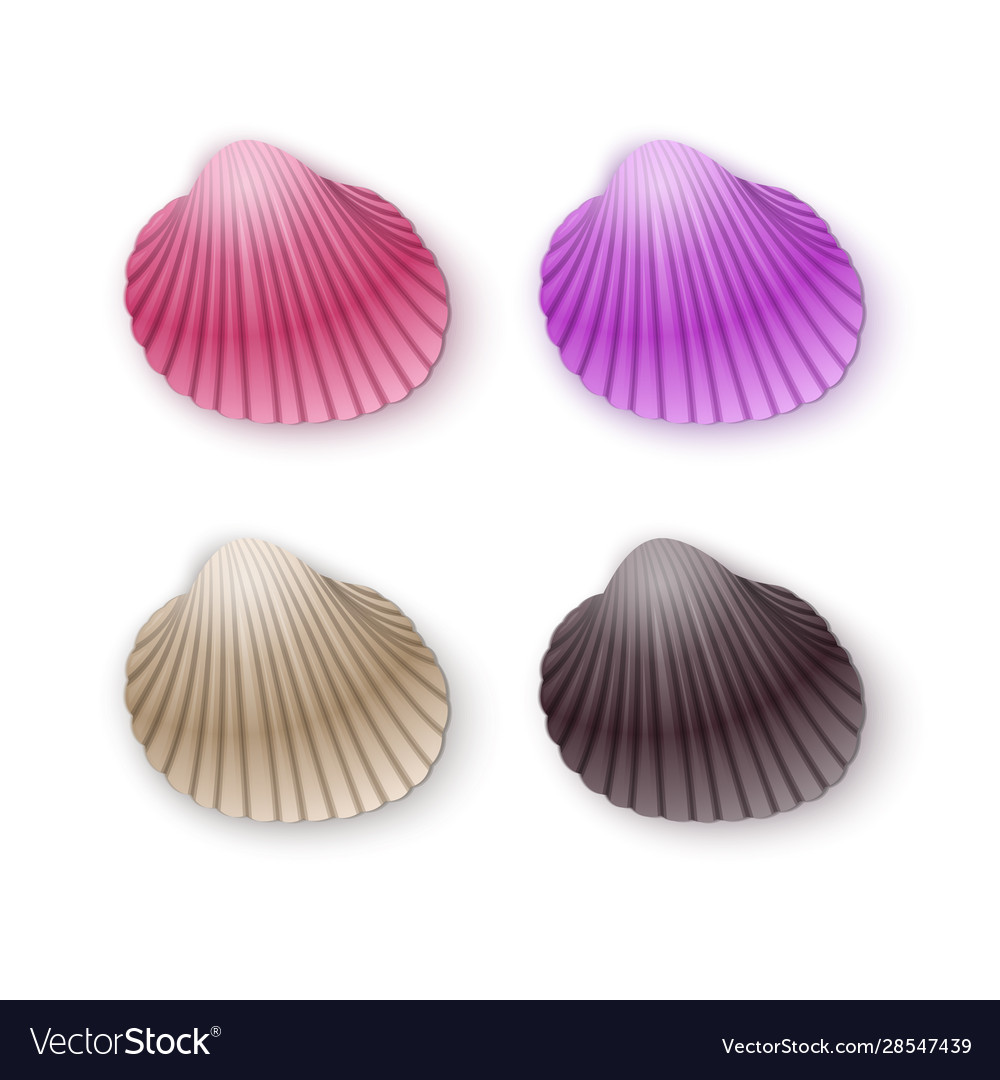 Set scallop seashells cartoon