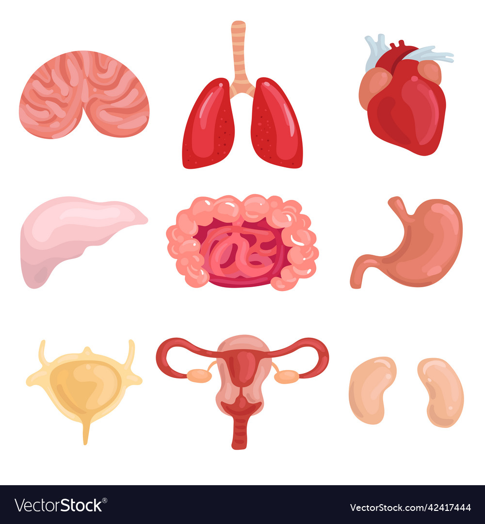 Human internal organs set Royalty Free Vector Image