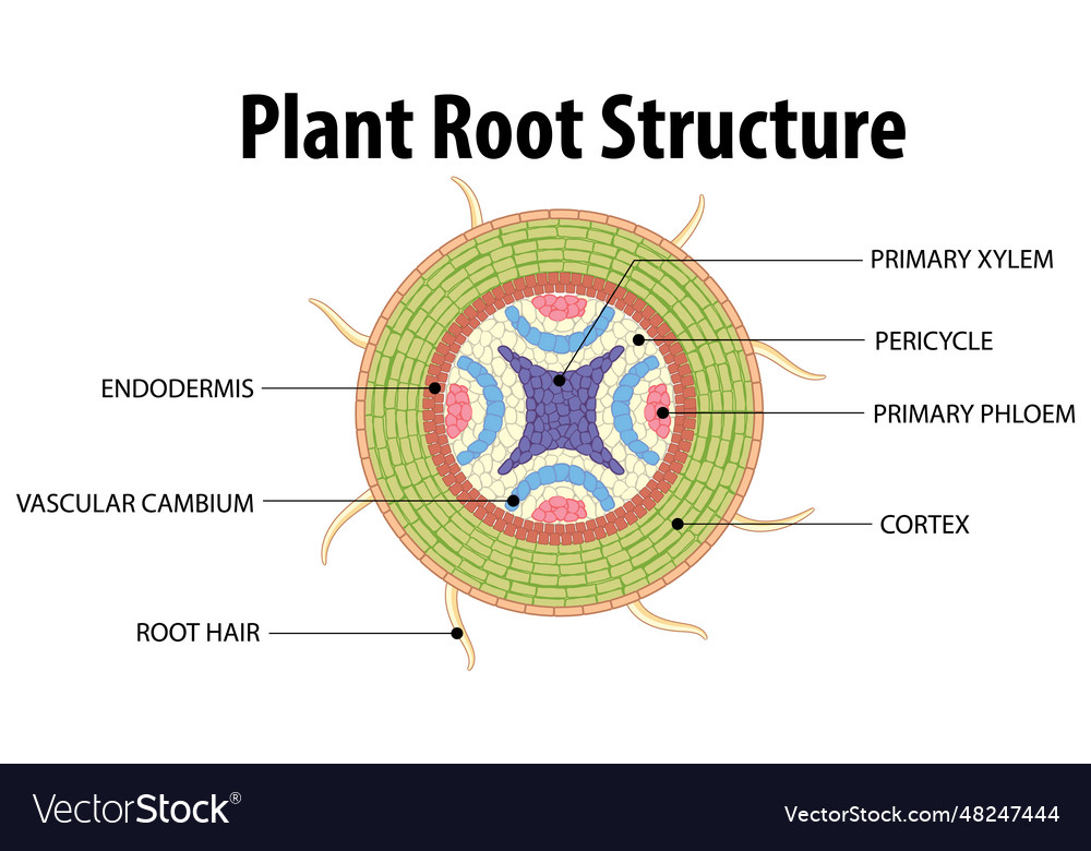 Isolated root of plant and its structure Vector Image