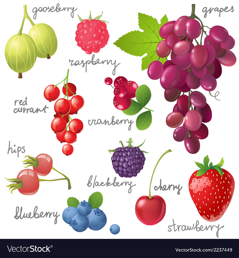 Berries set Royalty Free Vector Image - VectorStock