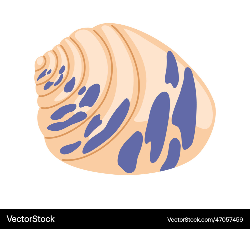 0366 seashell Royalty Free Vector Image - VectorStock