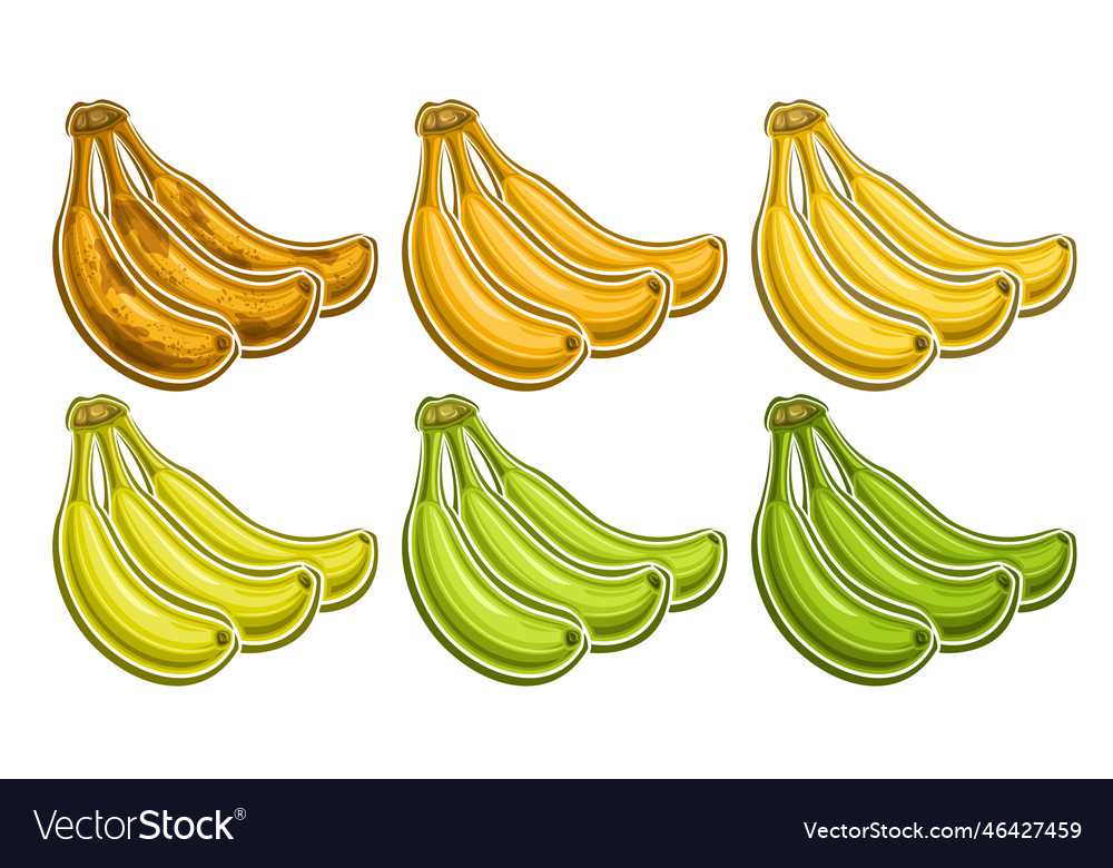 Banana Bunch Vector