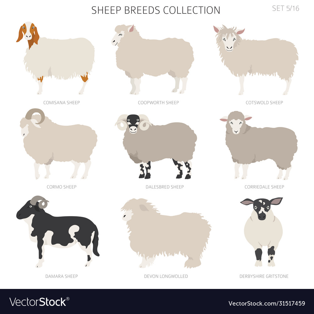 Sheep breeds collection 5 farm animals set flat Vector Image