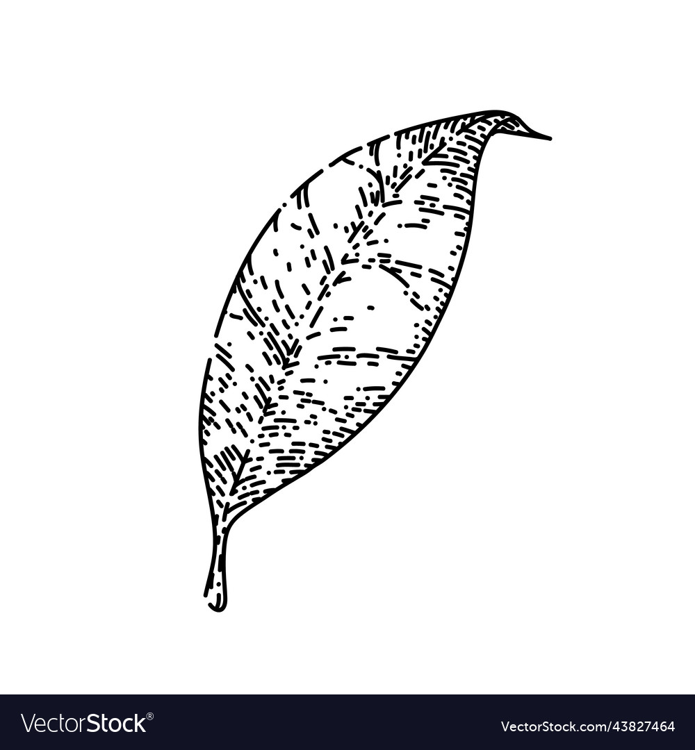 Chinese tea leaf sketch hand drawn Royalty Free Vector Image