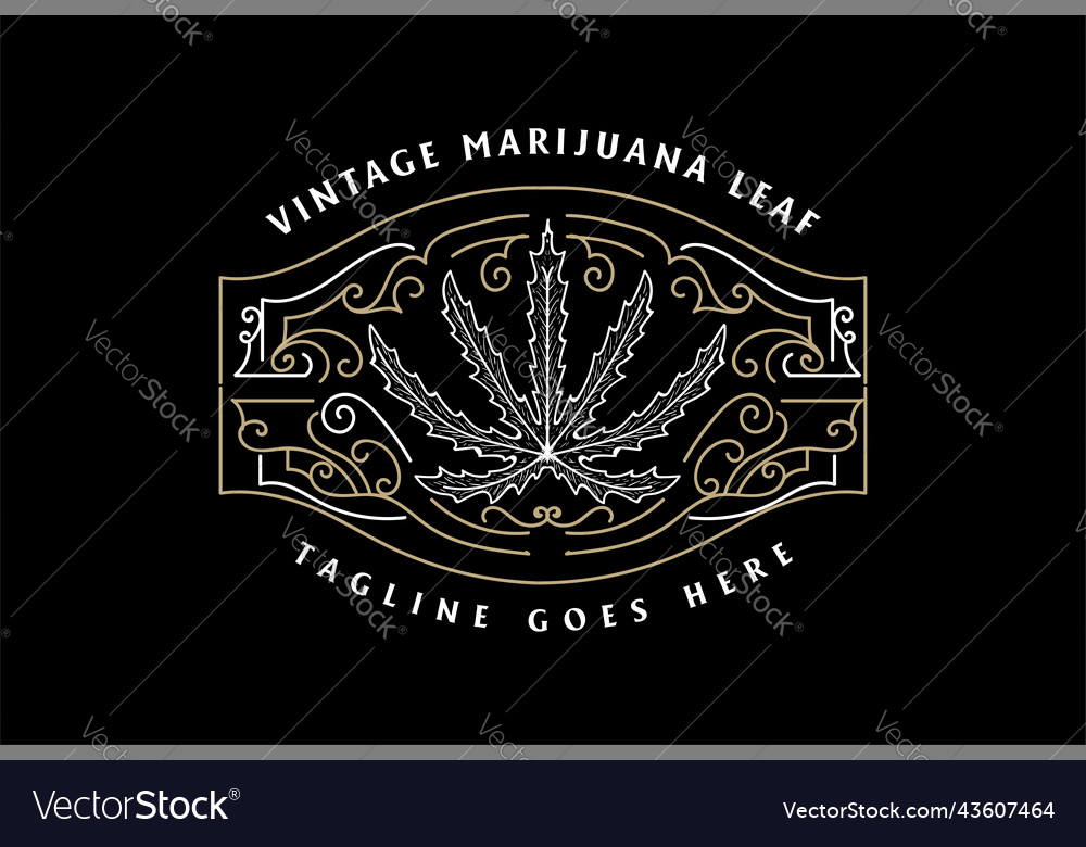 Vintage retro marijuana cannabis leaf vector image Vintage retro marijuana cannabis leaf