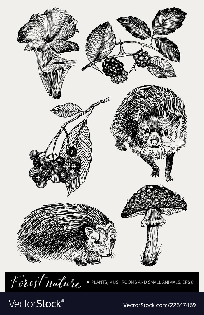 Collection of highly detailed hand drawn mushrooms