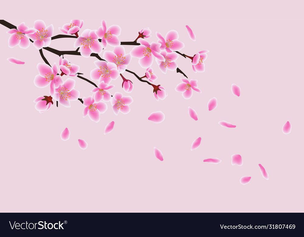 Japanese asian sakura flowers pink cherry blossom