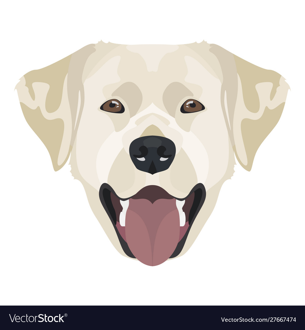 Golden labrador retriever with smile