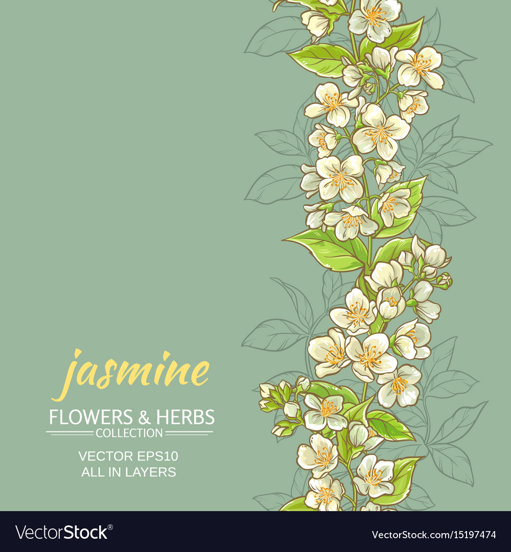 Jasmine Background Royalty Free Vector Image Vectorstock