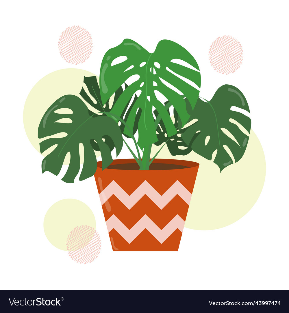 Monstera leaves or swiss cheese plants in a pot vector image Monstera leaves or swiss cheese plants in a pot