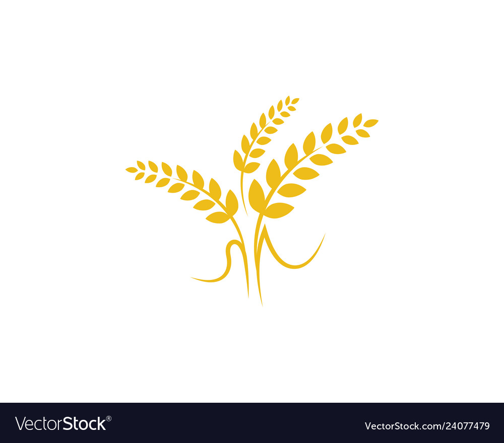 Agriculture wheat