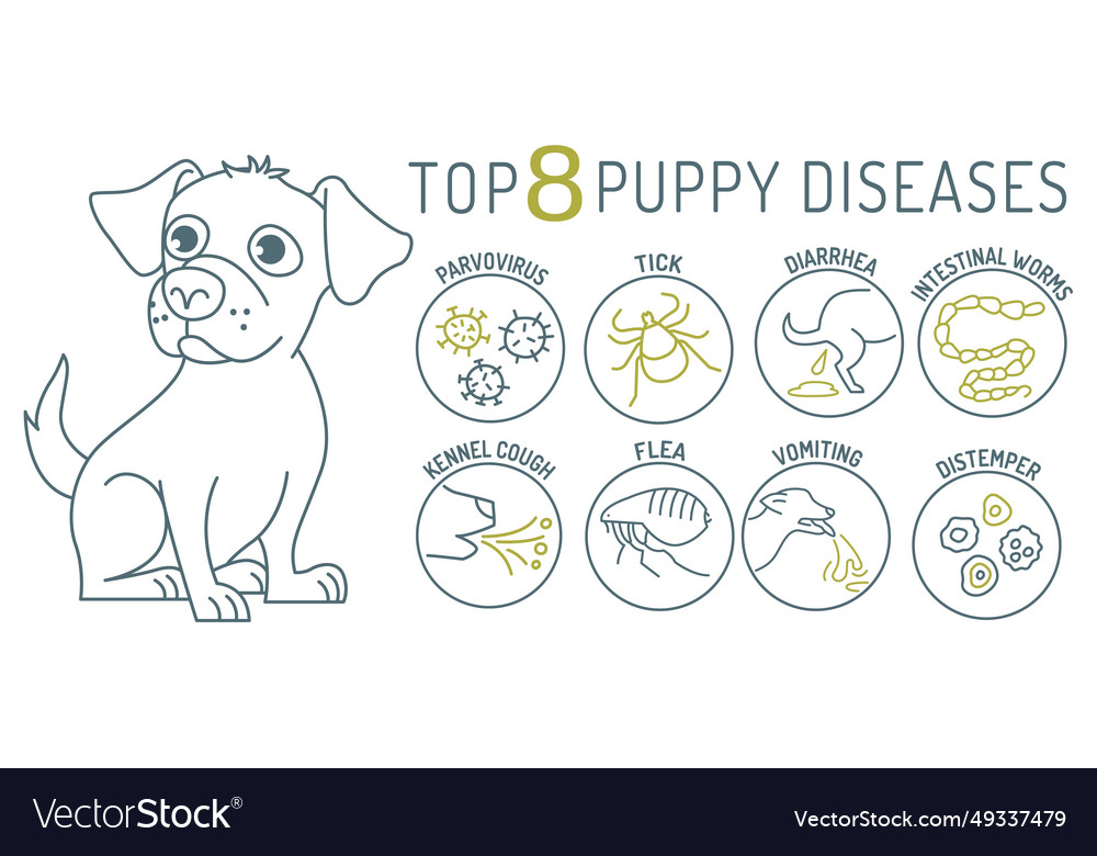 Common canine diseases informative infographics Vector Image