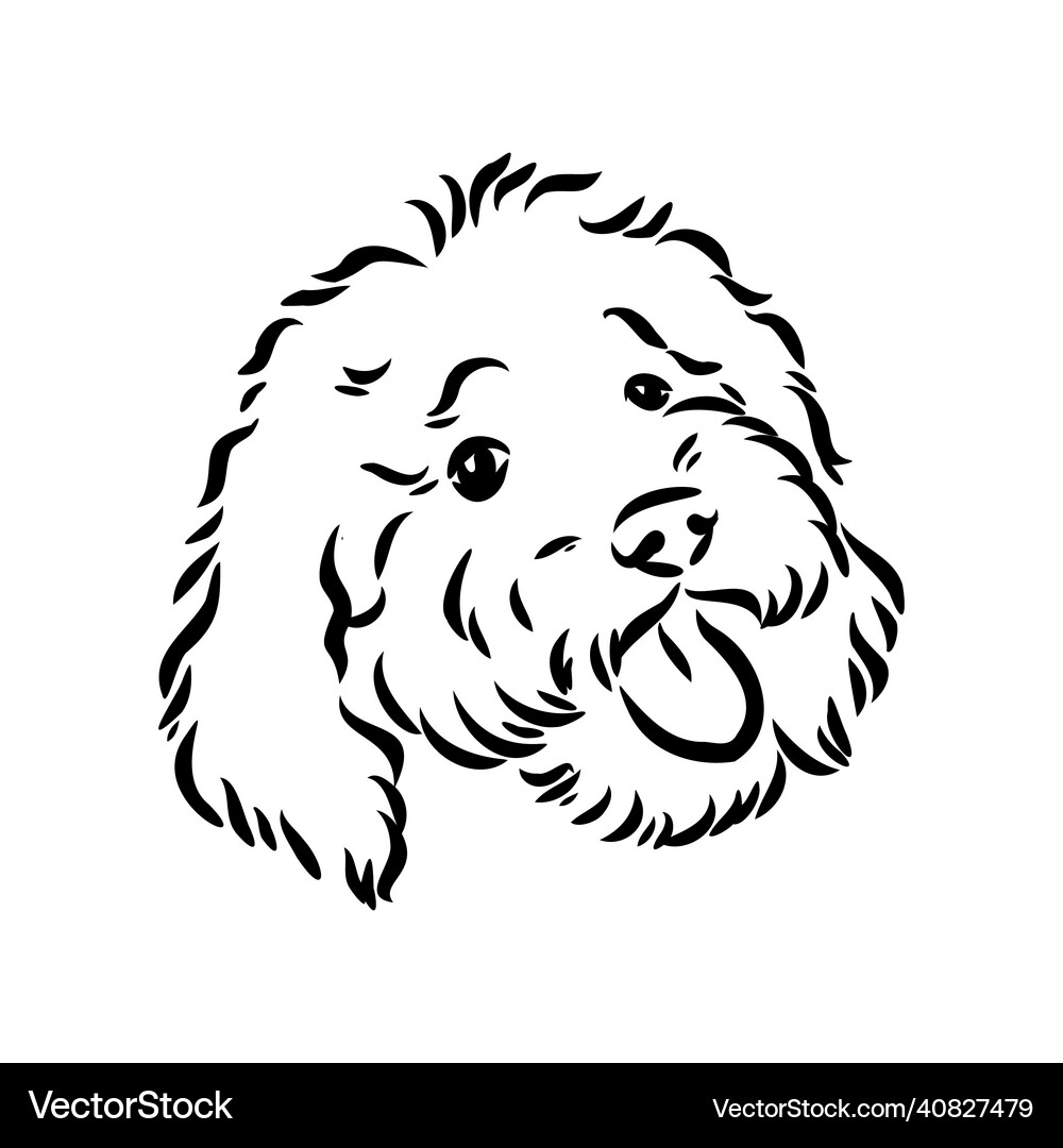 Labradoodle mix dog - isolated on white background