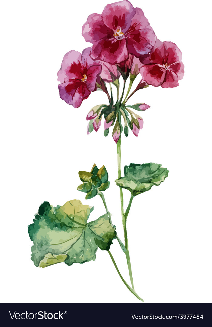 Geranium Royalty Free Vector Image - VectorStock