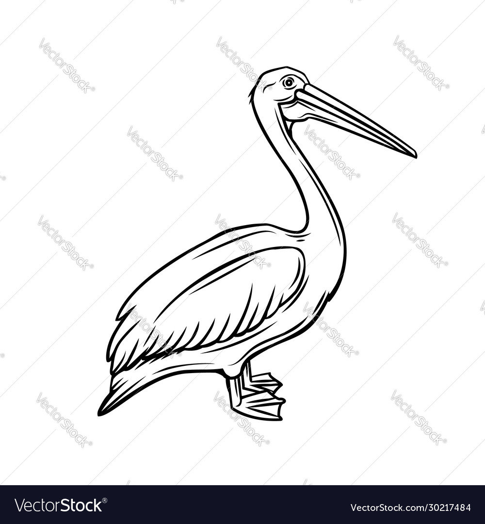 Pelican outline icon Royalty Free Vector Image