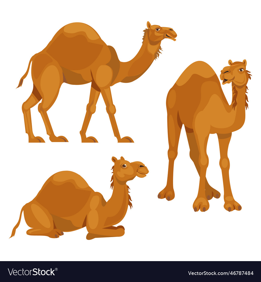 Three different poses of camels Royalty Free Vector Image