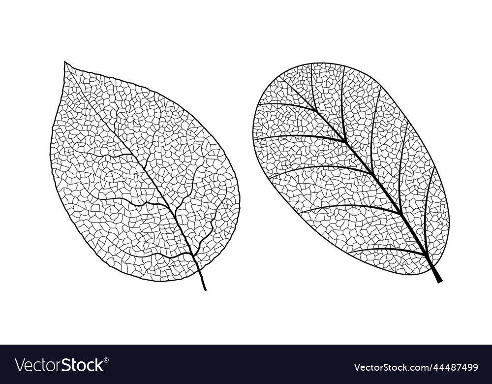 Leaf vein texture isolated transparent