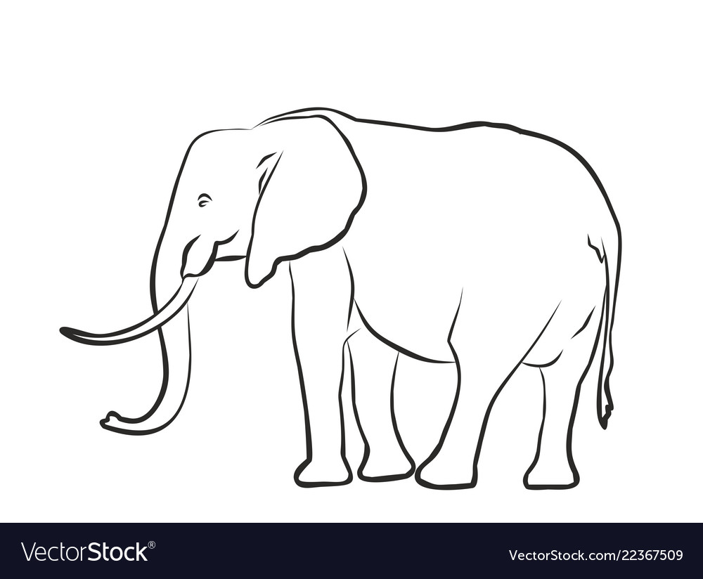 Elephant sketch on Pinterest