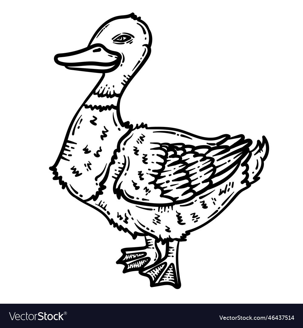 Duck animal coloring page for adult Royalty Free Vector