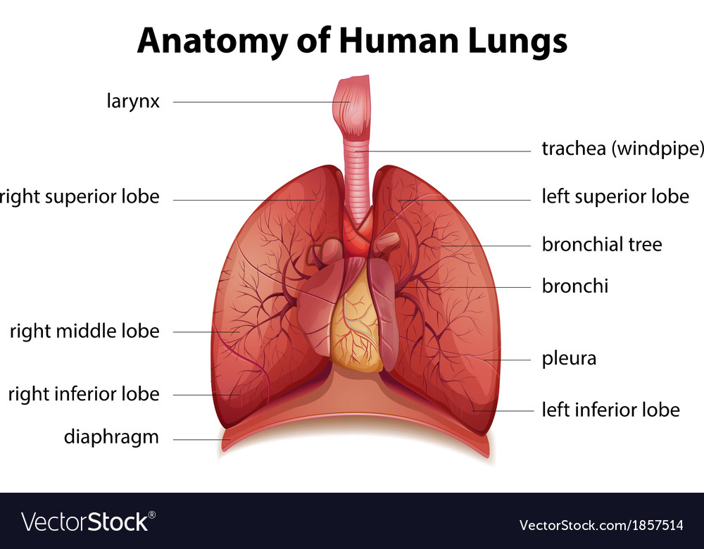 Human respiratory system Royalty Free Vector Image