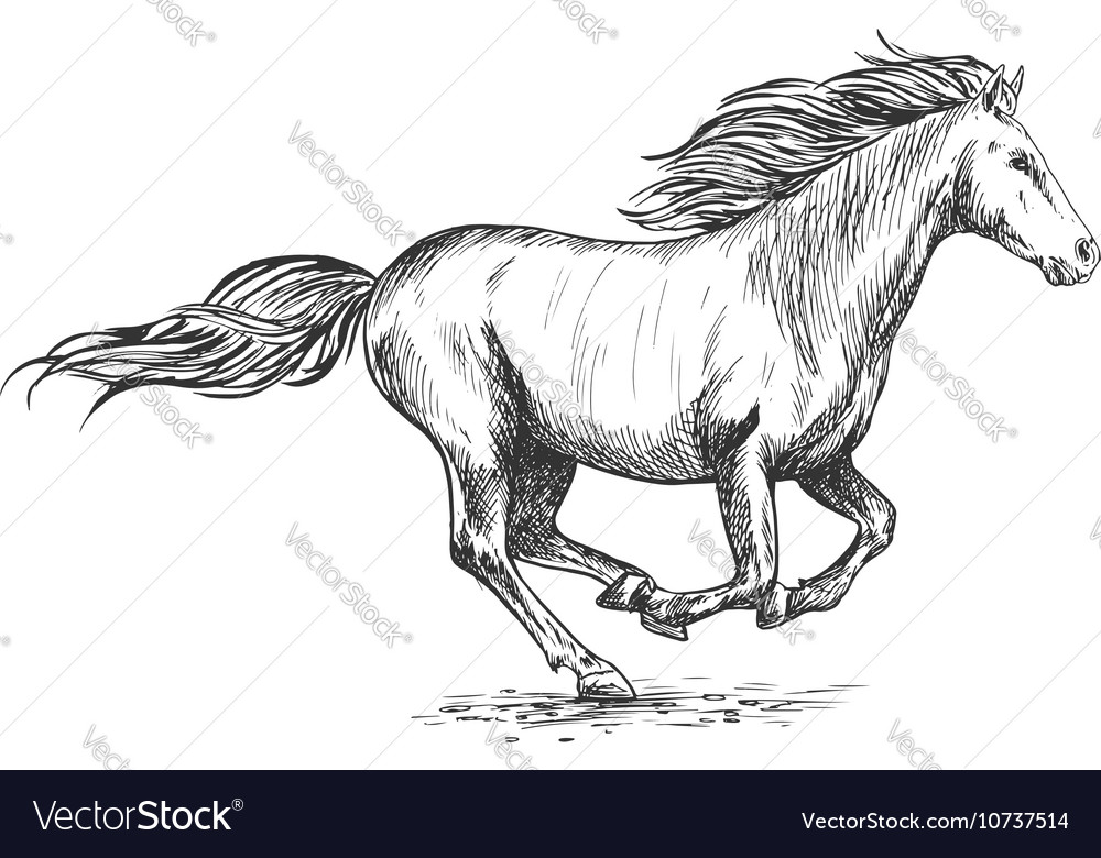 White horse stock illustration Illustration of stallion  100164576