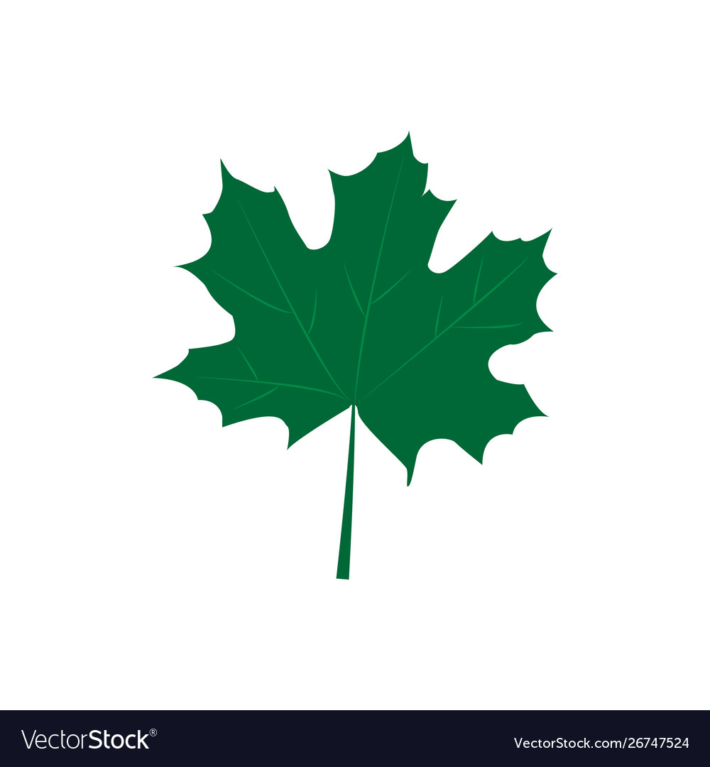 Green maple leaves isolated on white background