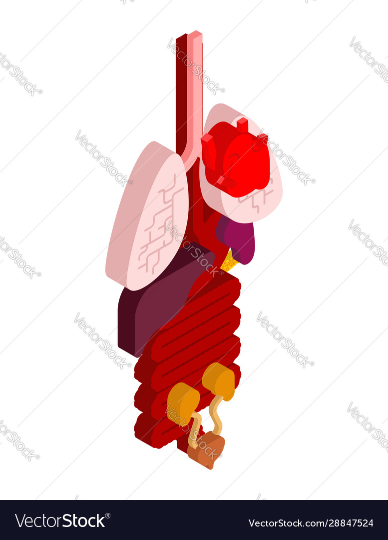 Interne Organ isometrische 3d anatomische menschliche Körper