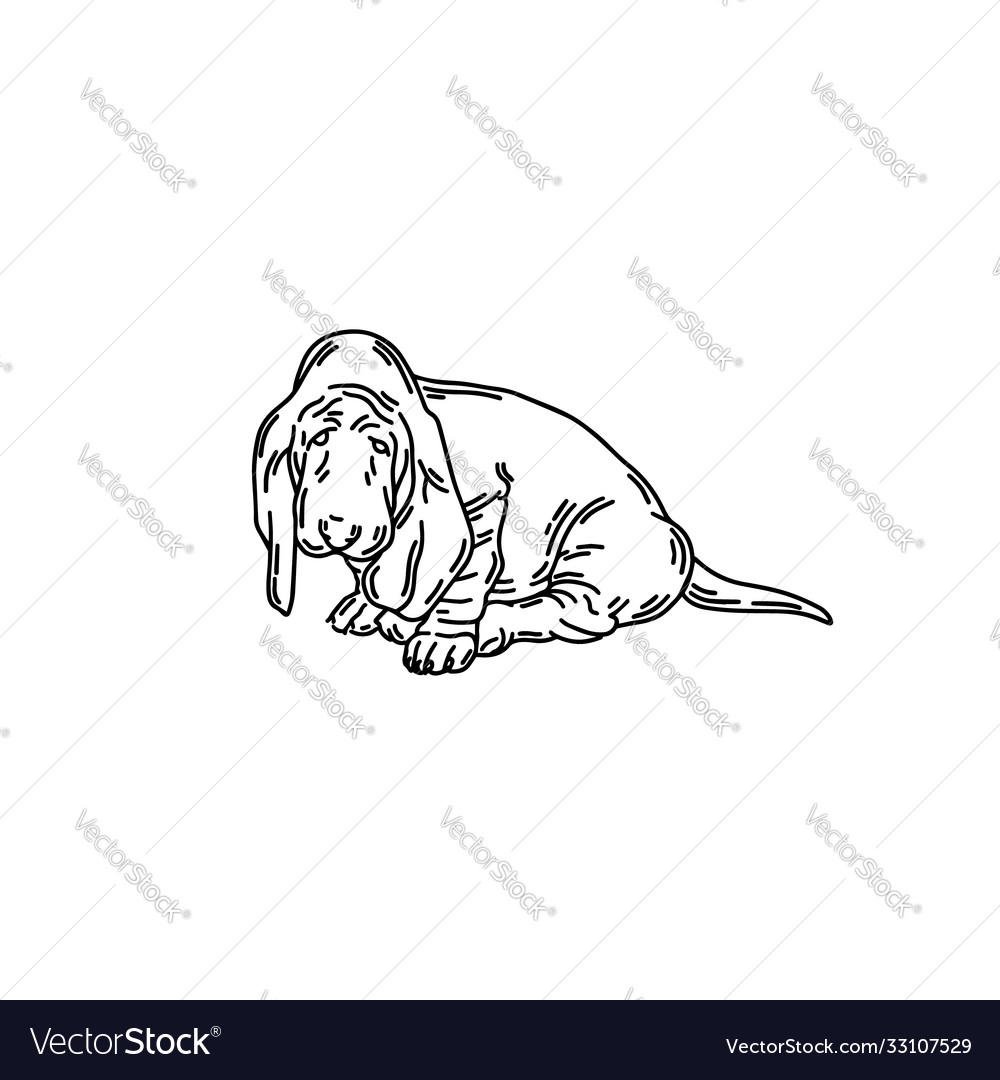 Hand drawn basset dog isolated