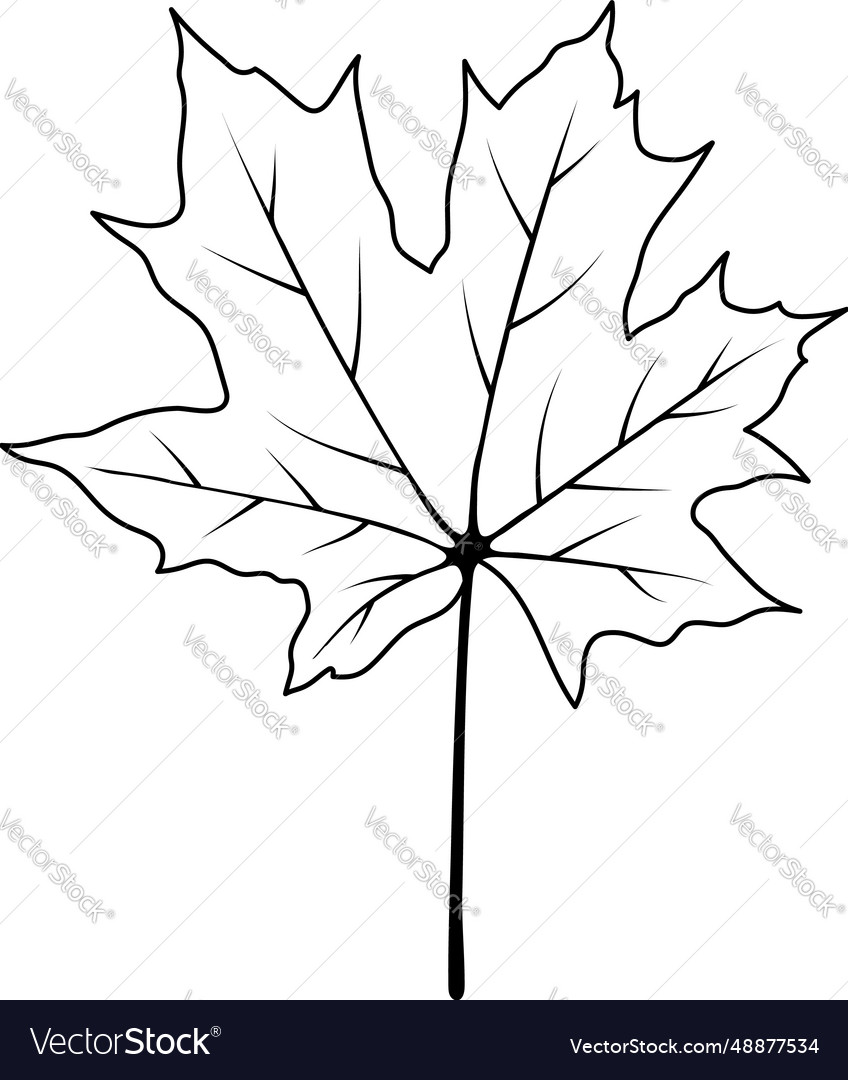 Autumn maple leaf Royalty Free Vector Image - VectorStock