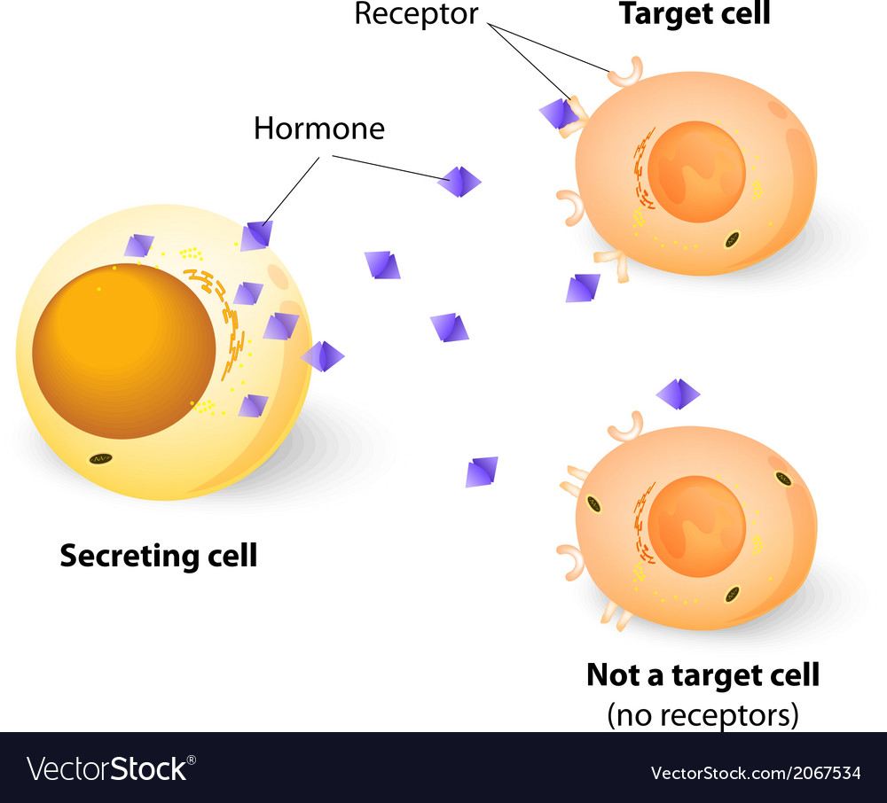 Target Cell Royalty Free Vector Image VectorStock