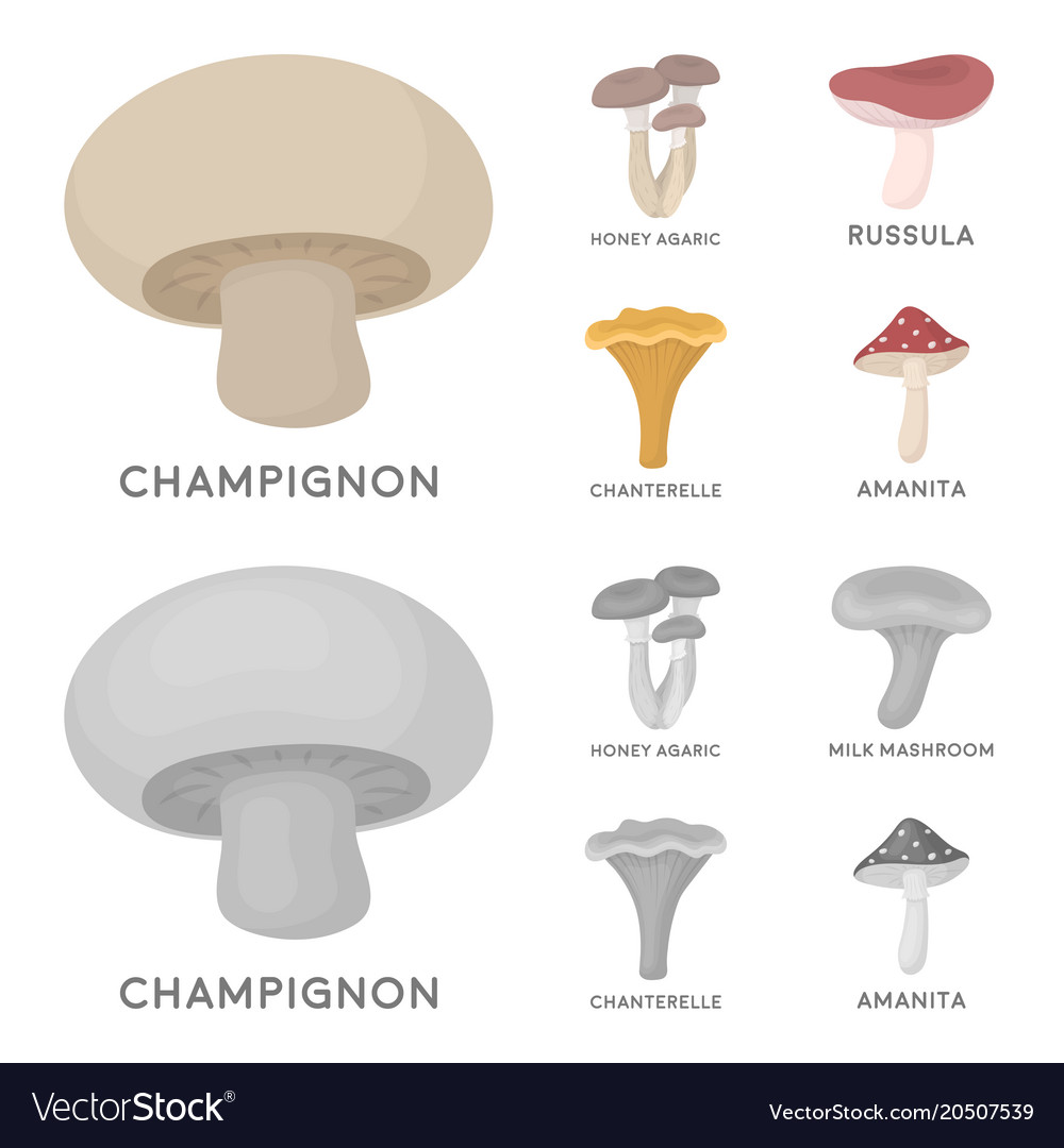 Champignon honey agarics russula chanterelle Vector Image