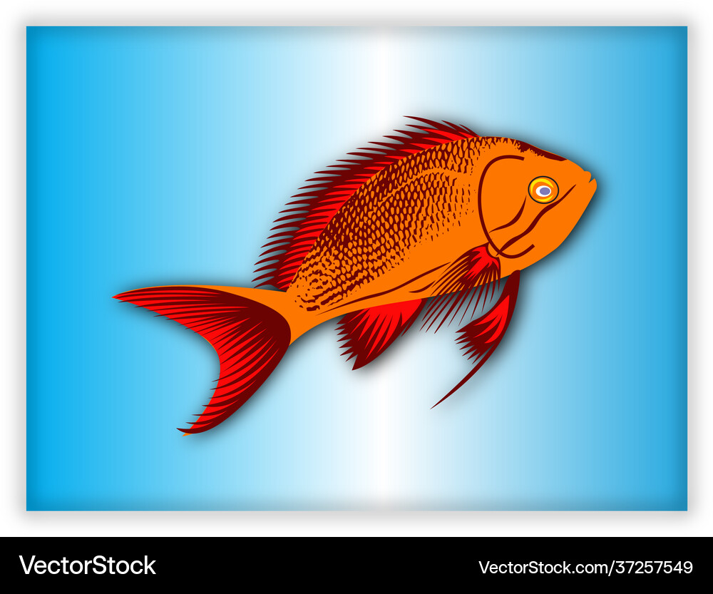 River golden fish Royalty Free Vector Image - VectorStock