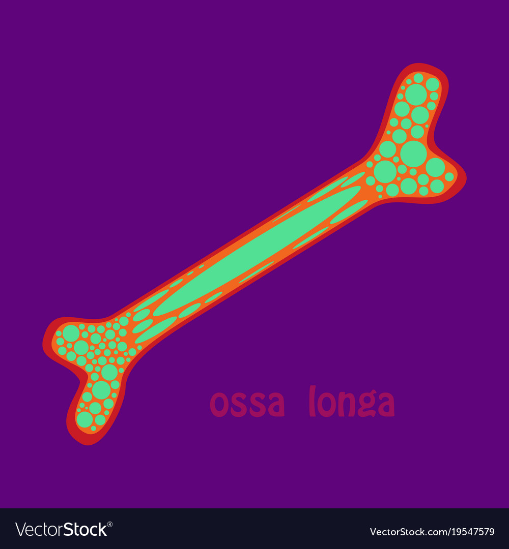 Flat anatomy of the long bone periosteum