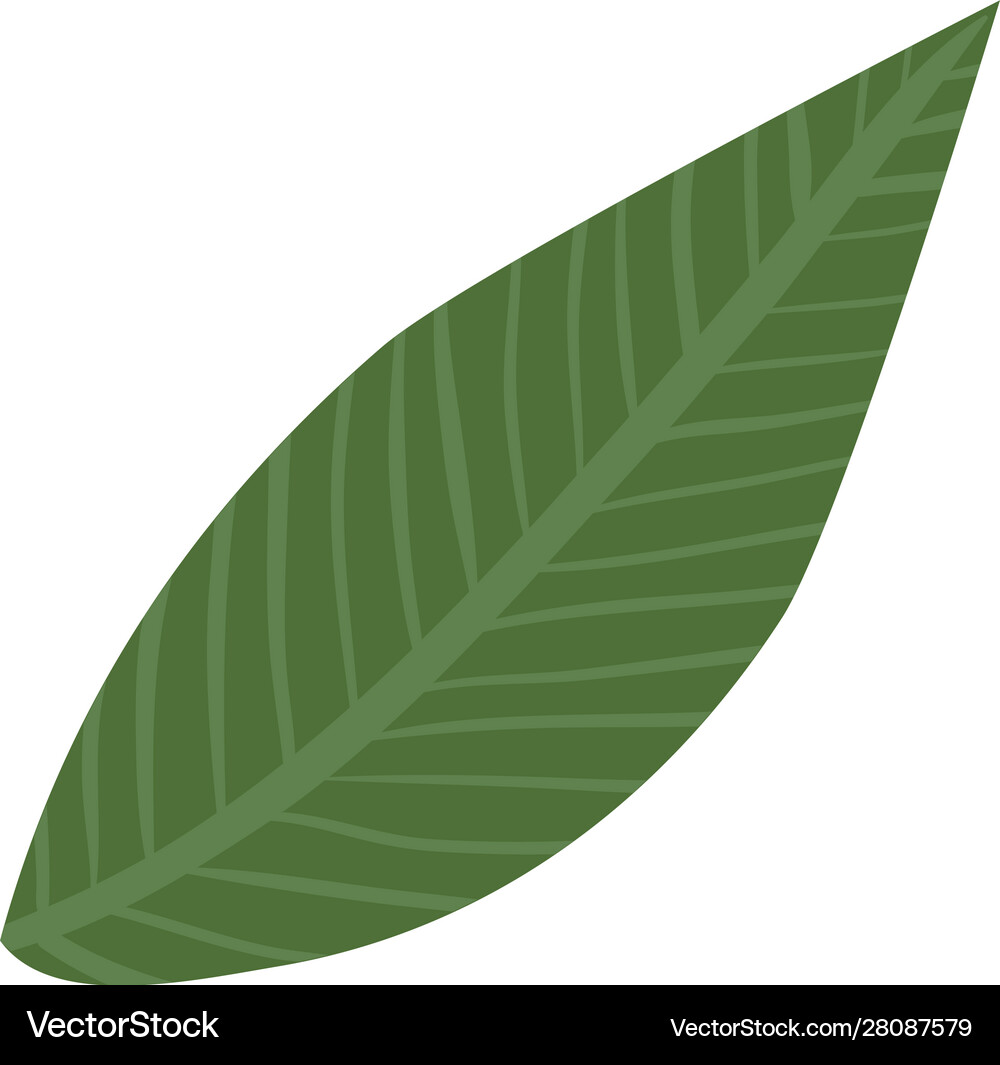 Isolated leaf icon design Royalty Free Vector Image