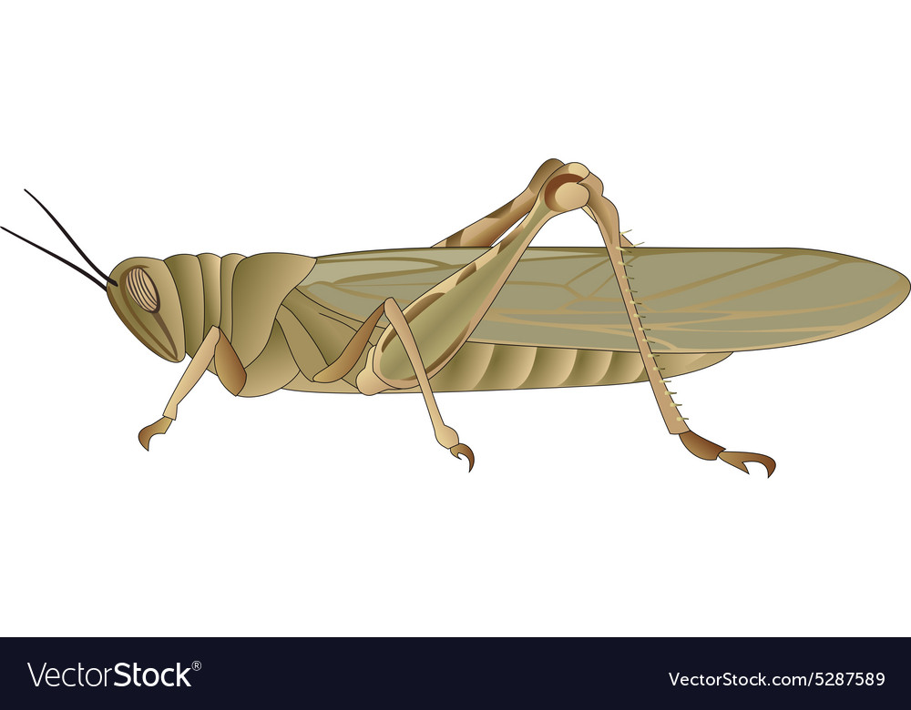 Grasshopper Royalty Free Vector Image - VectorStock