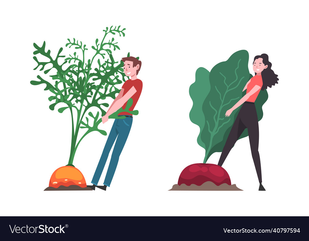 Little man and woman pulling huge carrot