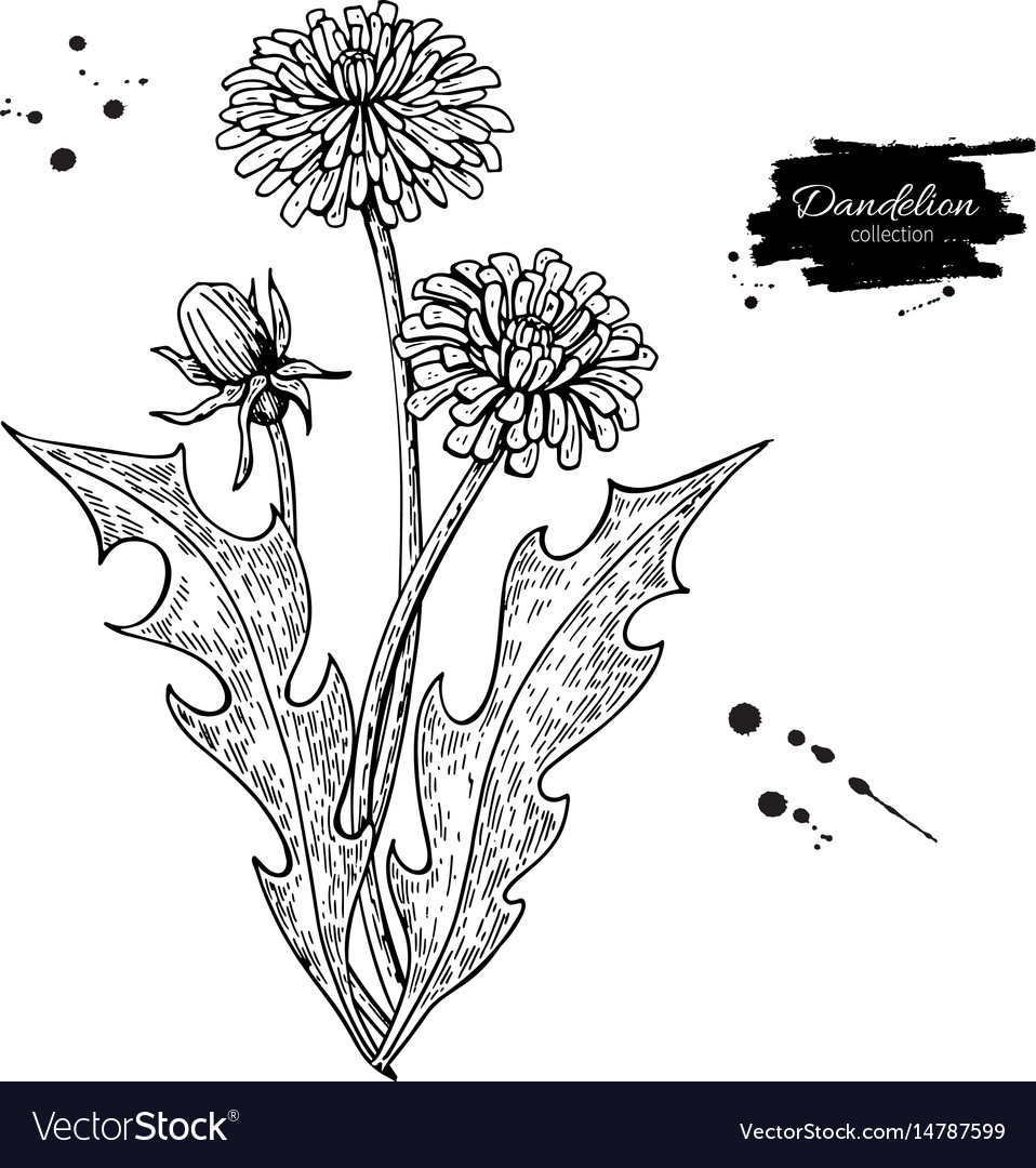 Dandelion Flower Vector Drawing Set Isolated Wild Plant And Leaves  Royalty Free SVG Cliparts Vectors And Stock Illustration Image 78496771