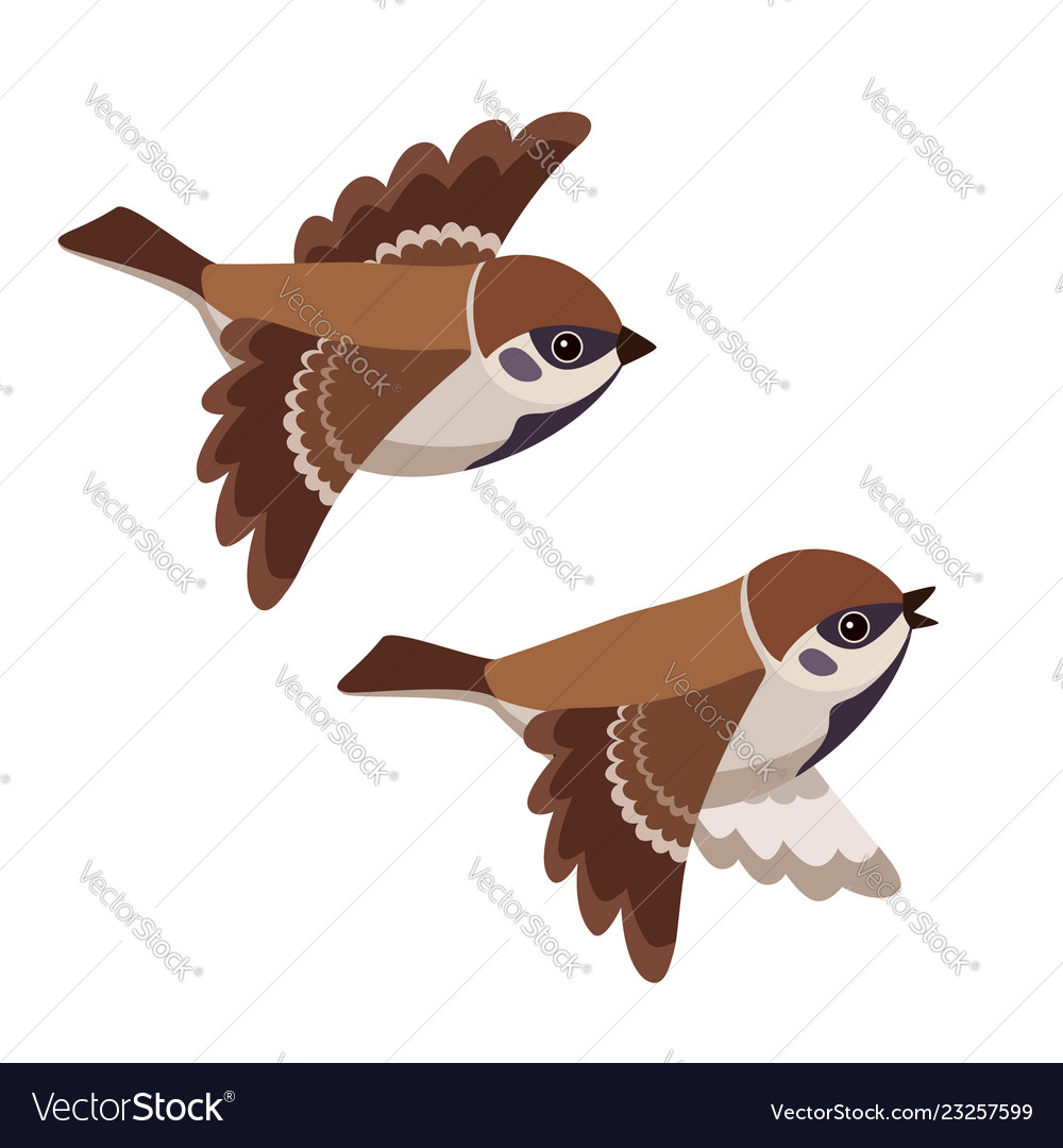 Two Tree Sparrows in Flight