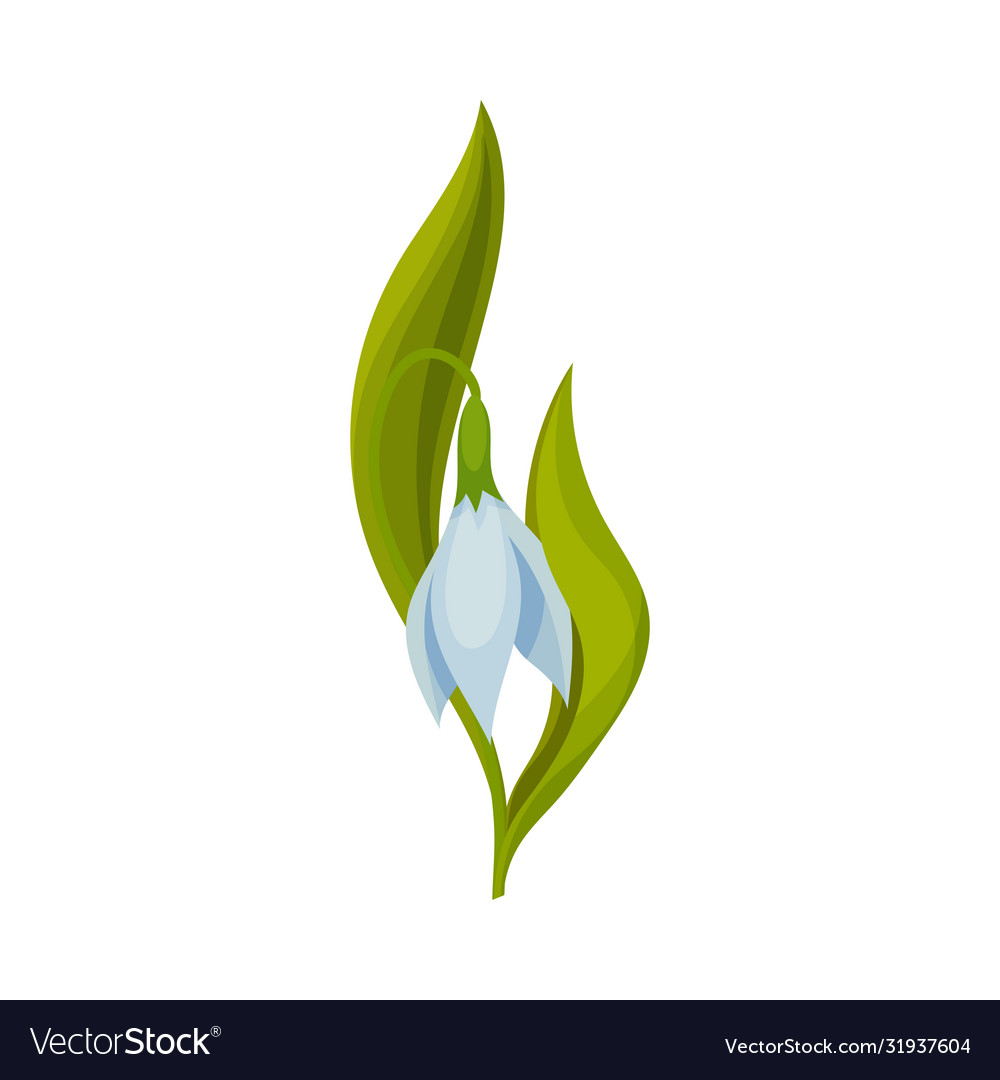 Snowdrop Drooping Blume auf Stamm mit linear