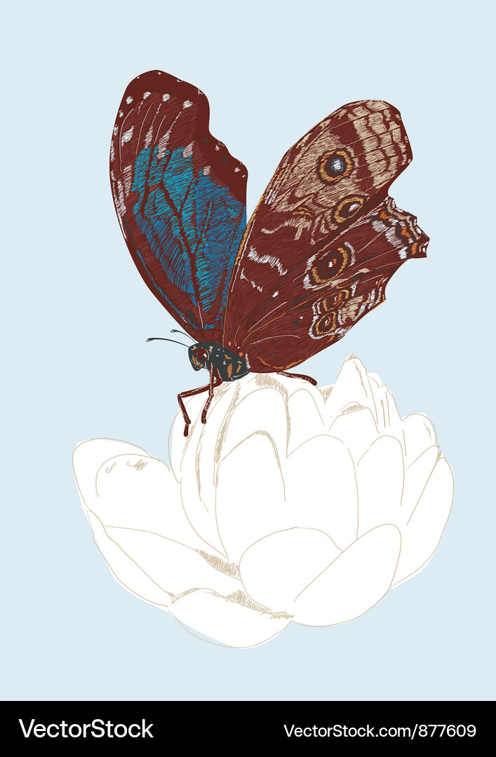 Butterfly Royalty Free Vector Image - VectorStock
