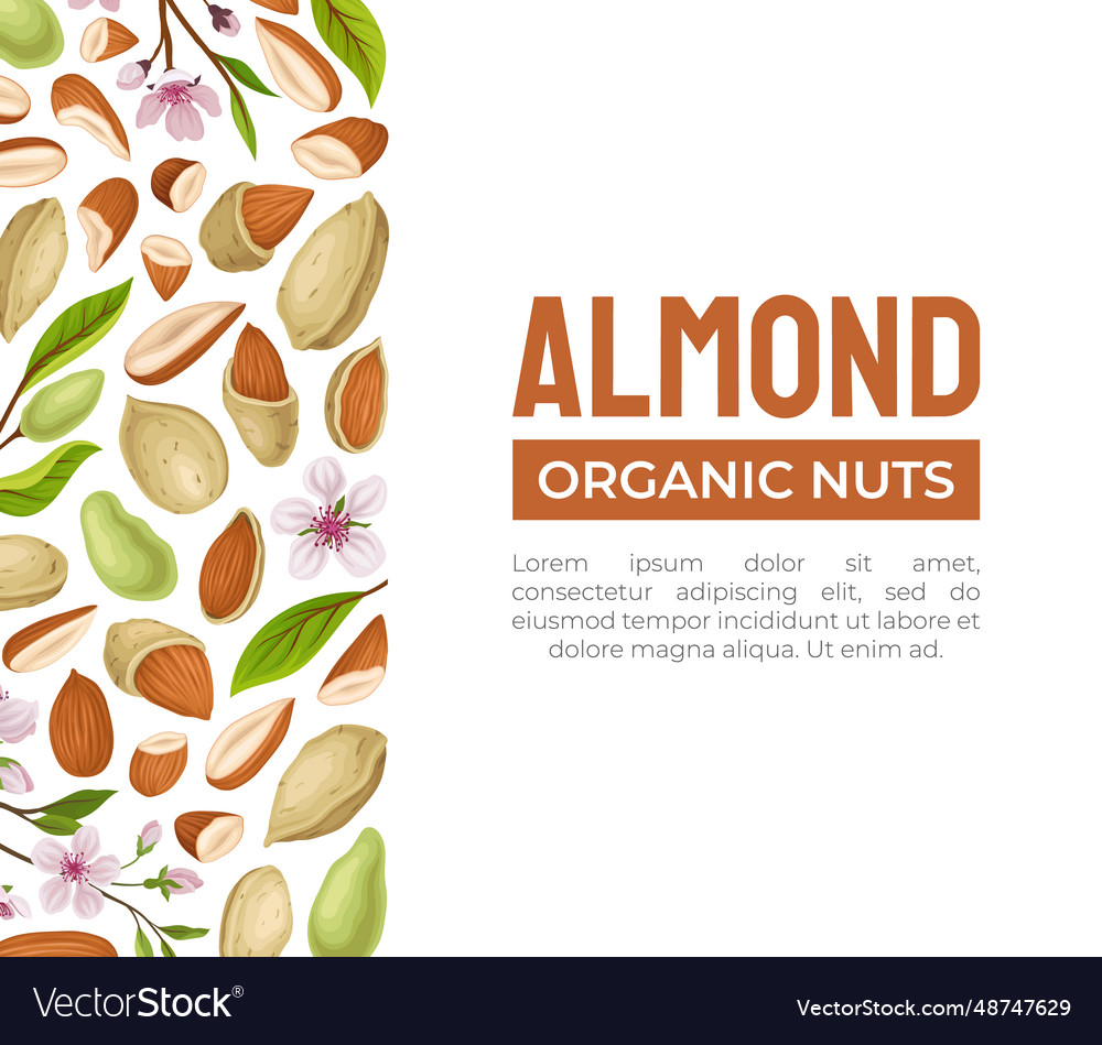 Almond nut banner design with kernel in shell vector image Almond nut banner design with kernel in shell