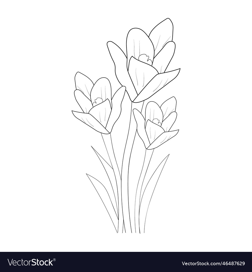 Saffron flower Royalty Free Vector Image - VectorStock