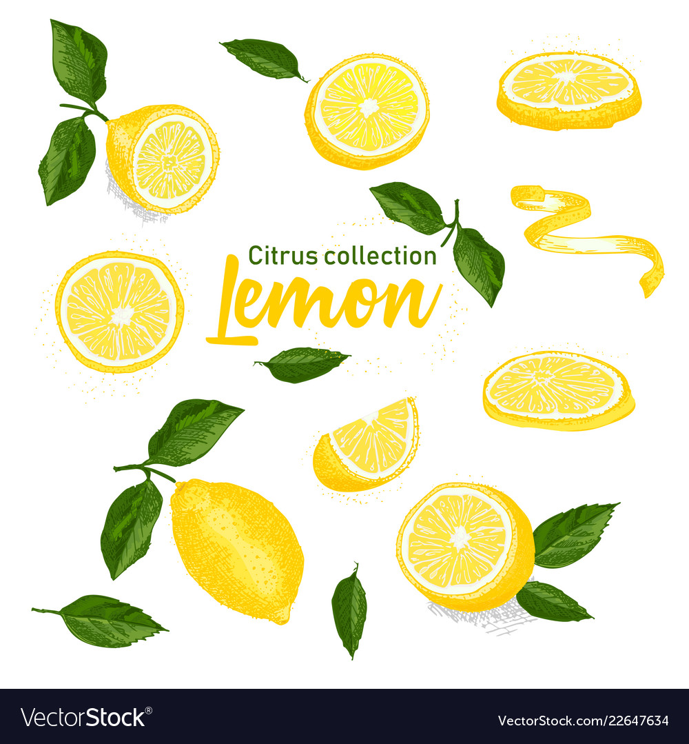 Hand-Drawn Citrus Sketch