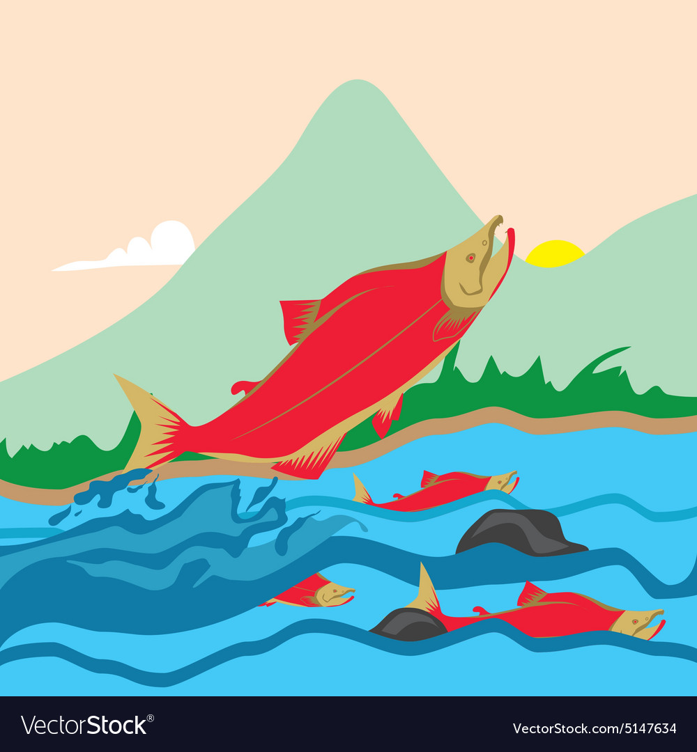 Salmon habitat Royalty Free Vector Image - VectorStock