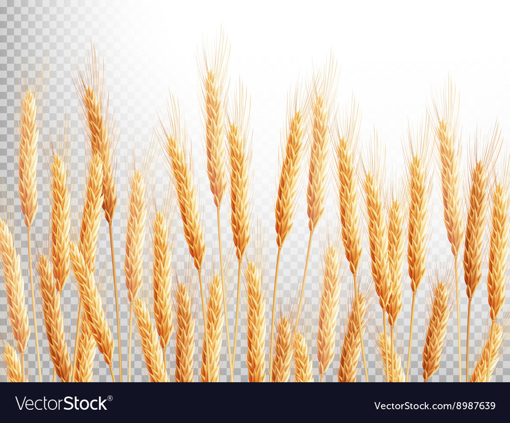 Field of golden wheat eps 10 Royalty Free Vector Image