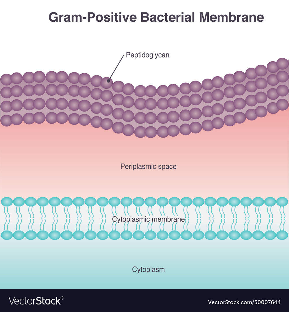 Gram positive membrane Royalty Free Vector Image