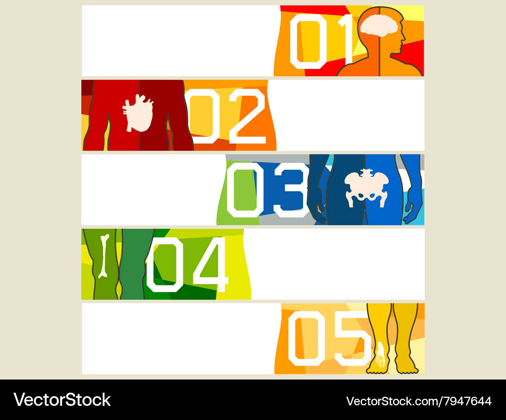 Human anatomy Royalty Free Vector Image - VectorStock