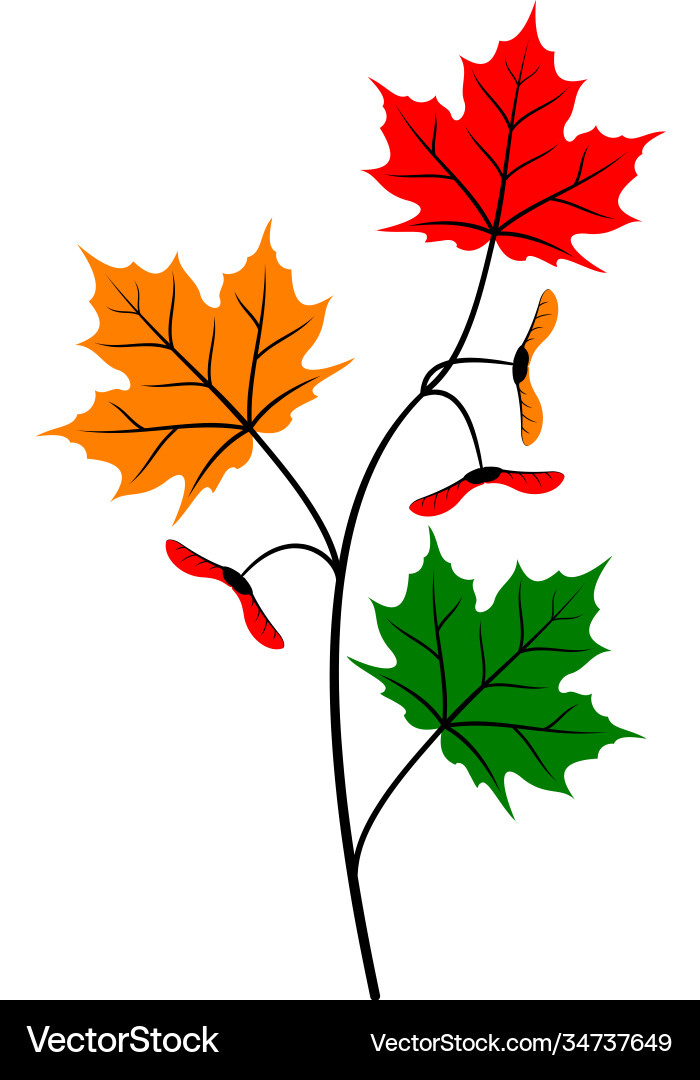Autumn maple branch Royalty Free Vector Image - VectorStock
