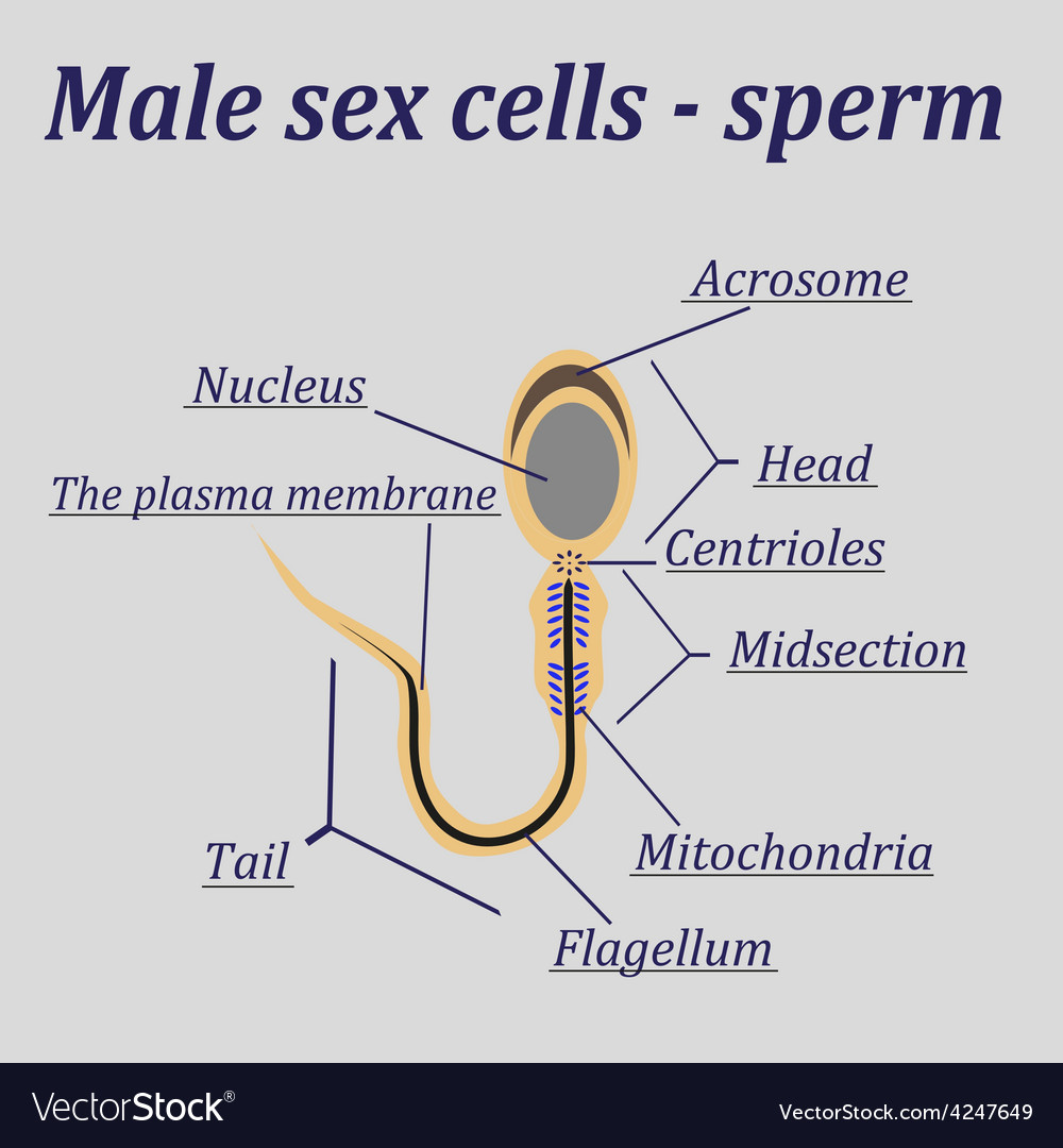 Diagram Of The Male Sex Cells Sperm Royalty Free Vector 6714