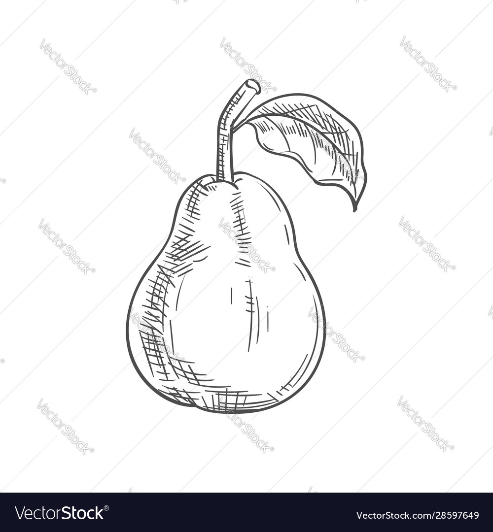 Pear fruit isolated sketch organic food Royalty Free Vector